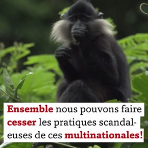 Tenir tête au lobby des multinationales Tenir tête au lobby des multinationales